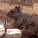 Imagen para el artículo titulado Fotografían a una ardilla devorando una serpiente tras matarla mordiéndola en la cabeza